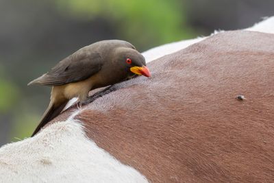 Yellow-billed Oxpecker - Geelsnavelossenpikker - Piqueboeuf à bec jaune