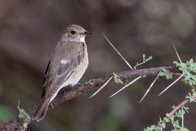 Spotted Flycatcher - Grauwe Vliegenvanger - Gobemouche gris