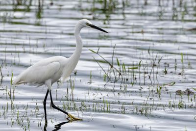 Little Egret - Kleine Zilverreiger - Aigrette garzette