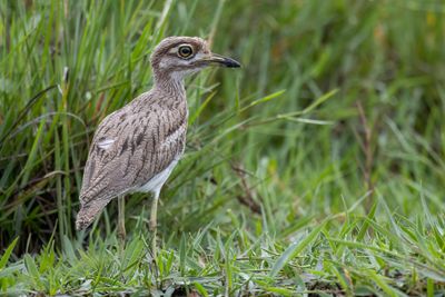 Water Thick-knee - Watergriel - OEdicnème vermiculé