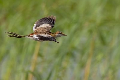 Lesser Jacana - Dwergjacana - Jacana nain