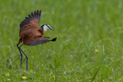 African Jacana - Lelieloper - Jacana à poitrine dorée