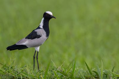Blacksmith Lapwing - Smidsplevier - Vanneau armé
