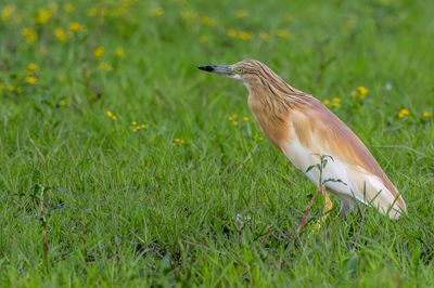 Squacco Heron - Ralreiger - Crabier chevelu