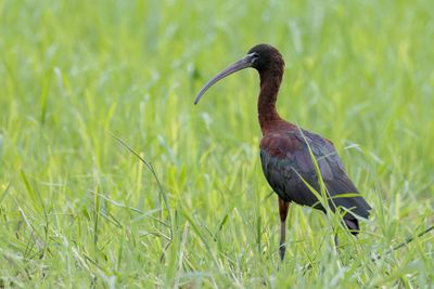 Glossy Ibis - Zwarte Ibis - Ibis falcinelle