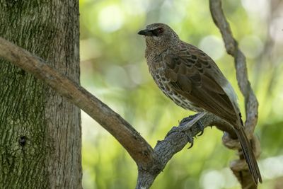 Hartlaub's Babbler - Zuidelijke Witstuitbabbelaar - Cratérope de Hartlaub