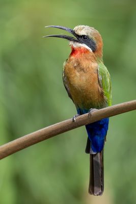 White-fronted Bee-eater - Witkapbijeneter - Guêpier à front blanc
