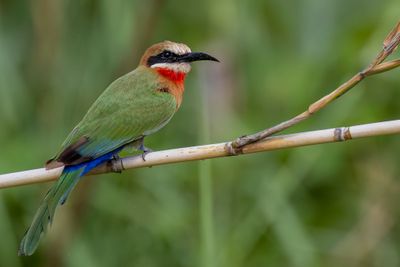 White-fronted Bee-eater - Witkapbijeneter - Guêpier à front blanc