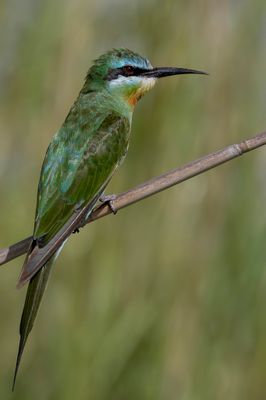 Blue-cheeked Bee-eater - Groene Bijeneter - Guêpier de Perse