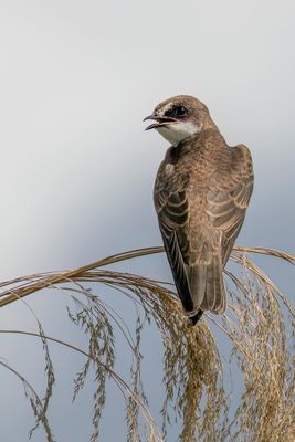Banded Martin - Witbrauwzwaluw - Hirondelle à collier