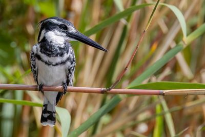 Pied Kingfisher - Bonte IJsvogel - Martin-pêcheur pie (m)