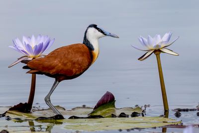 African Jacana - Lelieloper - Jacana à poitrine dorée