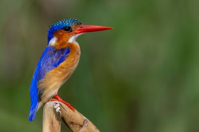 Malachite Kingfisher - Malachietijsvogel - Martin-pêcheur huppé