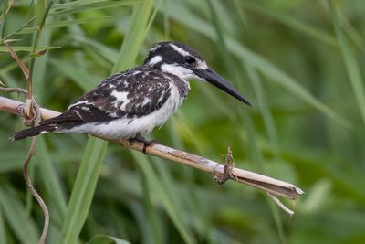 Pied Kingfisher - Bonte IJsvogel - Martin-pêcheur pie (f)