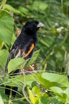 Fan-tailed Widowbird - Roodschouderwidavink - Euplecte à épaules orangées (m)