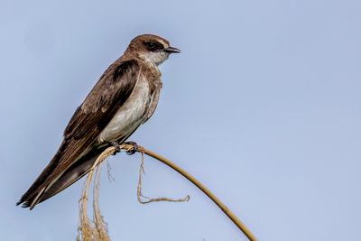 Banded Martin - Witbrauwzwaluw - Hirondelle à collier