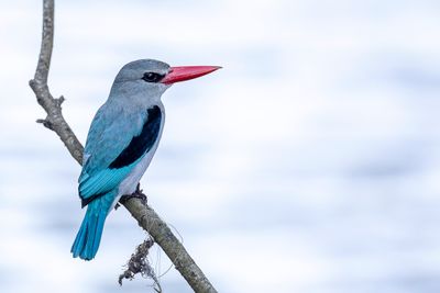 Mangrove Kingfisher - Mangroveijsvogel - Martin-chasseur des mangroves