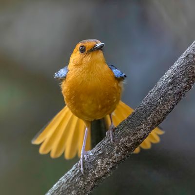 Red-capped Robin-Chat - Roodkoplawaaimaker - Cossyphe à calotte rousse
