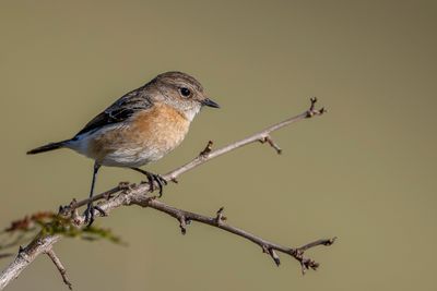 African Stonechat - Afrikaanse Roodborsttapuit - Tarier africain (f)