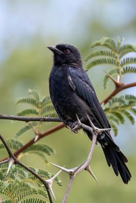 Fork-tailed Drongo - Treurdrongo - Drongo brillant