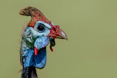 Helmeted Guineafowl - Helmparelhoen - Pintade de Numidie