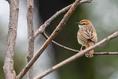 Tinkling Cisticola - Roodstaartgraszanger - Cisticole grise