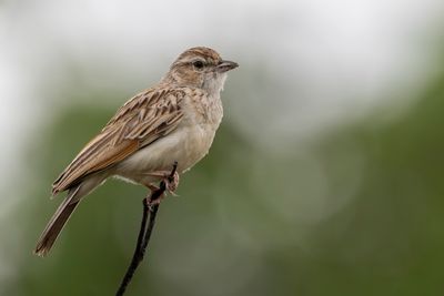 Fawn-colored Lark - Savanneleeuwerik - Alouette fauve