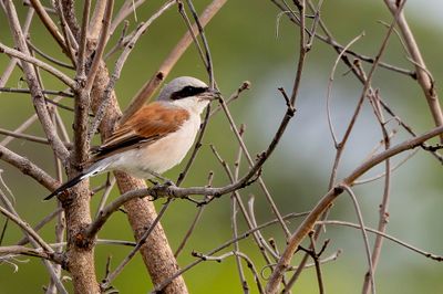 Red-backed Shrike - Grauwe Klauwier - Pie-grièche écorcheur (m)
