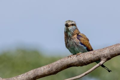 Racket-tailed Roller - Vlagstaartscharrelaar - Rollier à raquettes
