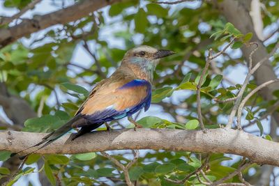 Racket-tailed Roller - Vlagstaartscharrelaar - Rollier à raquettes
