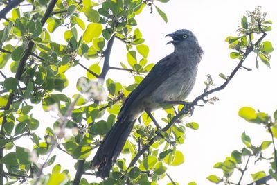 Black-faced Babbler - Zwartteugelbabbelaar - Cratérope masqué