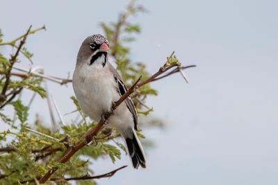 Scaly-feathered Weaver - Baardmanwever - Sporopipe squameux