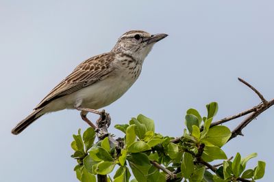 Sabota Lark - Sabotaleeuwerik - Alouette sabota