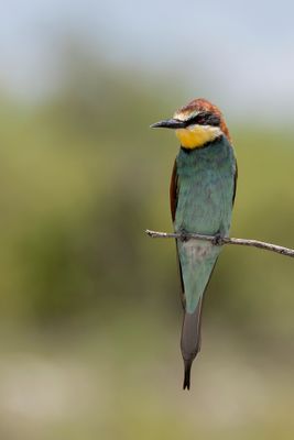 European Bee-eater - Bijeneter - Guêpier d'Europe