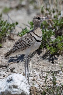 Double-banded Courser - Dubbelbandrenvogel - Courvite à double collier