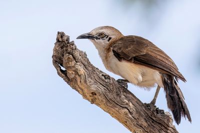 Bare-cheeked Babbler - Naaktwangbabbelaar - Cratérope à joues nues