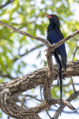 Violet Wood Hoopoe - Damarakakelaar - Irrisor damara