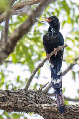 Violet Wood Hoopoe - Damarakakelaar - Irrisor damara