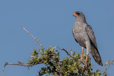 Pale Chanting Goshawk - Zanghavik - Autour chanteur