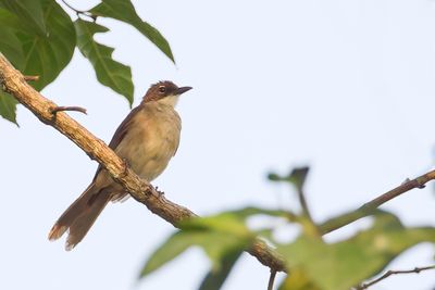 Simple Greenbul - Hartlaubs Buulbuul - Bulbul modeste