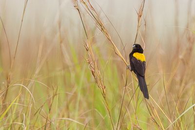Yellow-mantled Widowbird - Geelrugwidavink - Euplecte à dos d'or (m)