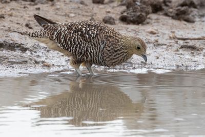 Namaqua Sandgrouse - Namaquazandhoen - Ganga namaqua (f)