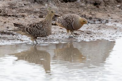 Namaqua Sandgrouse - Namaquazandhoen - Ganga namaqua (m+f)