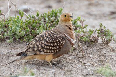 Namaqua Sandgrouse - Namaquazandhoen - Ganga namaqua (m)