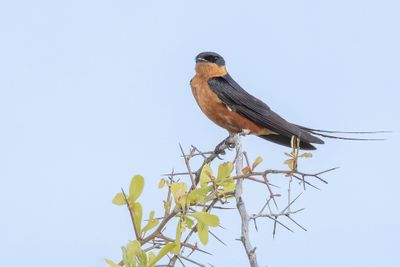 Red-breasted Swallow - Roodborstzwaluw - Hirondelle à ventre roux