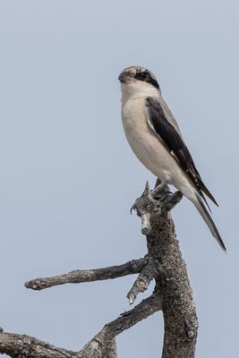 Lesser Grey Shrike - Kleine Klapekster - Pie-grièche à poitrine rose
