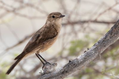 Chat Flycatcher - Lijstervliegenvanger - Gobemouche traquet