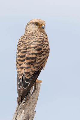 g13/45/1152345/3/175234207.a8e6d19c.JPEG