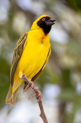 Southern Masked Weaver - Maskerwever - Tisserin à tête rousse (m)
