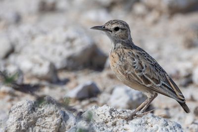 Spike-heeled Lark - Sjirpleeuwerik - Alouette éperonnée